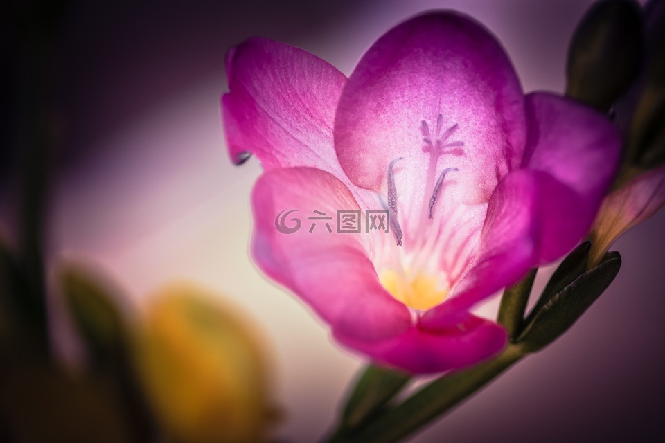 fresie,花,開花