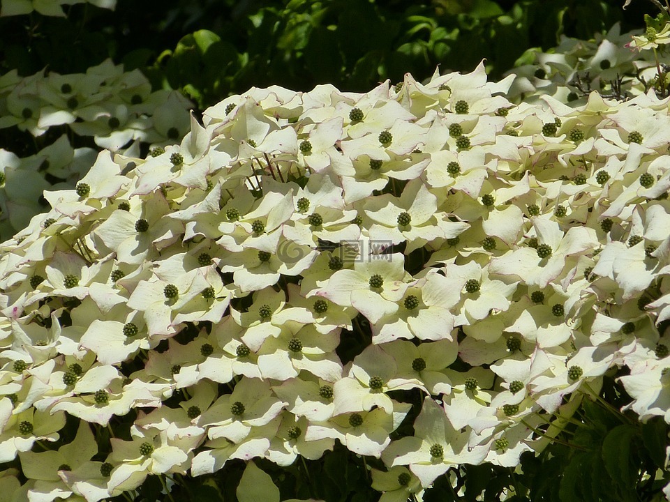 萸,開花,山茱萸溫室