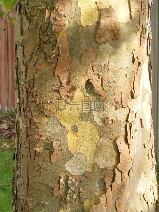 平面樹(shù),樹(shù)皮,法國(guó)梧桐樹(shù)