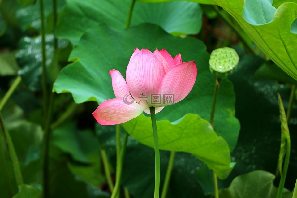 荷花,荷葉,蓮花