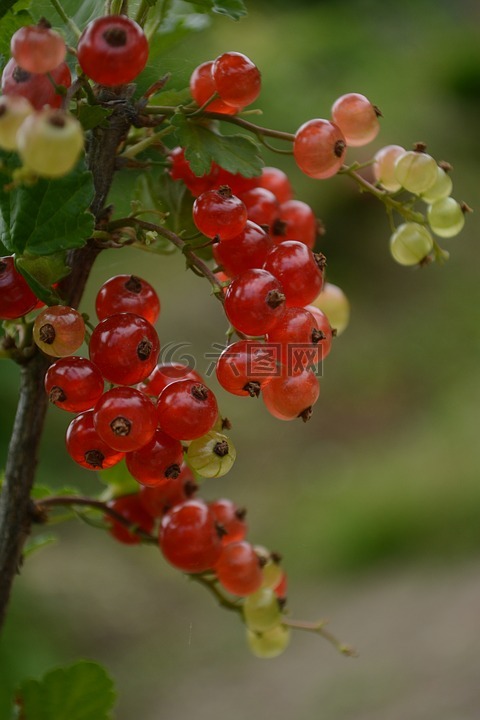 加侖,紅色水果,堅(jiān)果