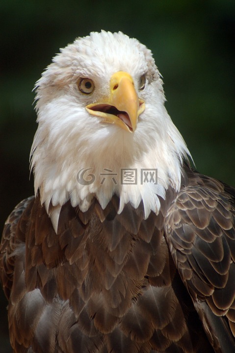 禿頭鷹,鷹,鳥