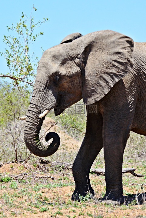 非洲大象,厚皮,野生动物