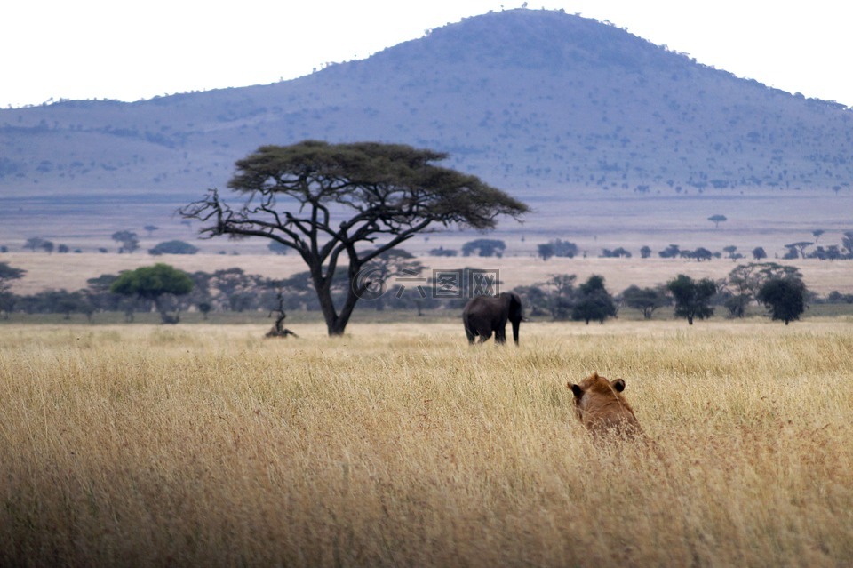 獅子,象,非洲