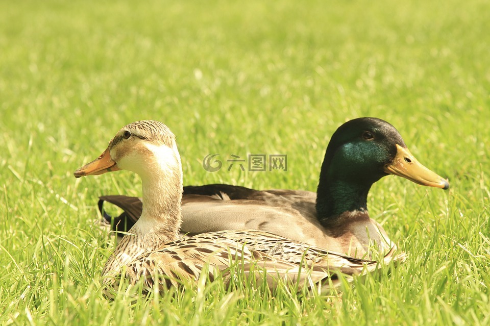鴨,混合動(dòng)力,水的鳥