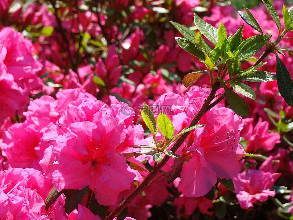 植物區(qū)系,公園,城市