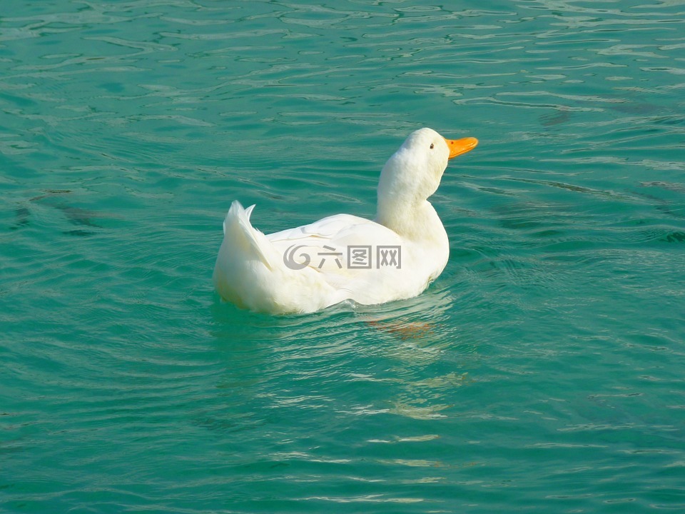 鴨,白,動物