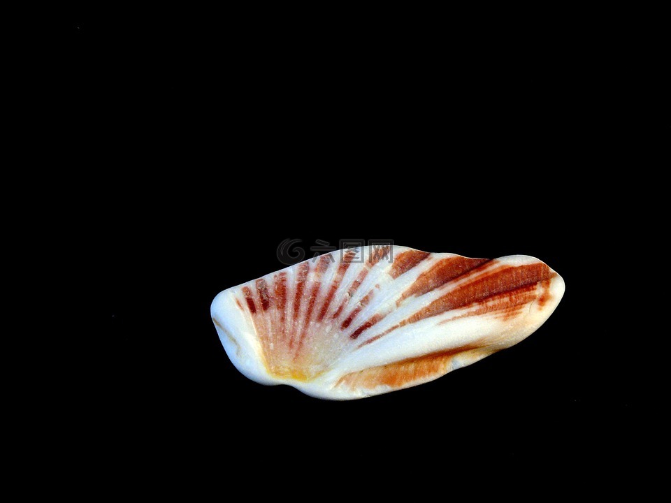 貝殼,黑,海
