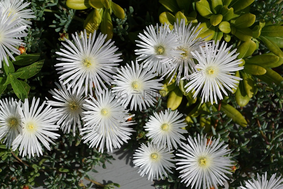花,白,阿斯特