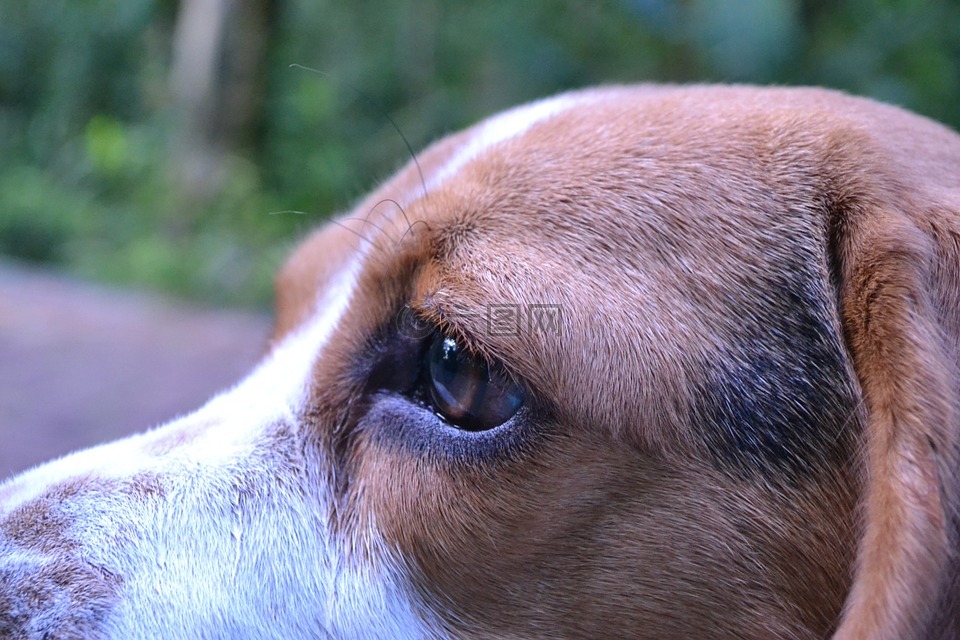 狗,小猎犬,眼睛