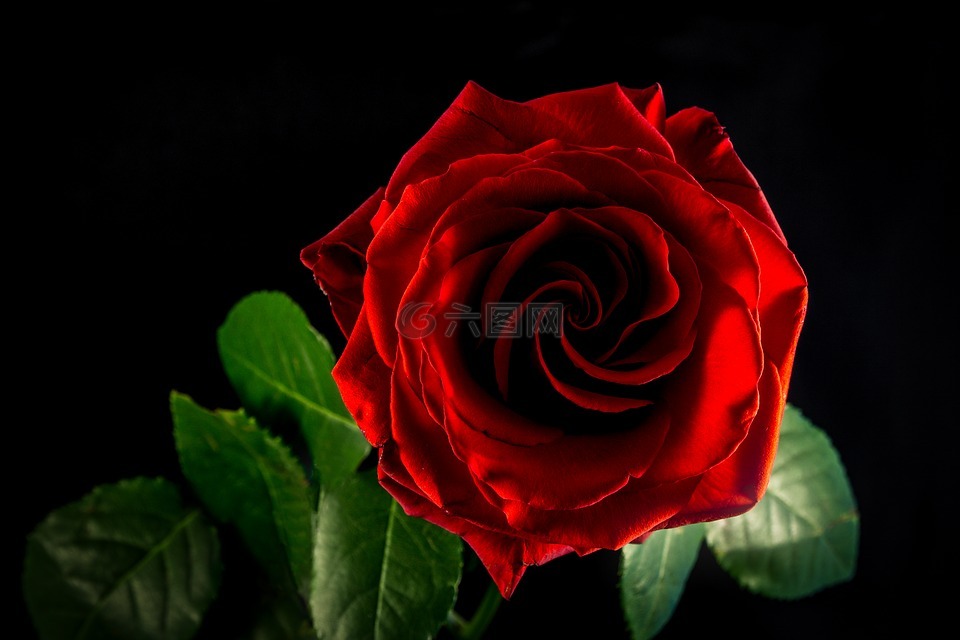 玫瑰,花,開花