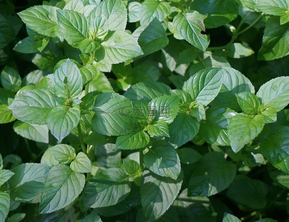 薄荷,草本植物,花園
