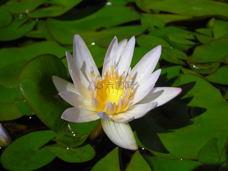 蓮花,睡蓮,水生植物