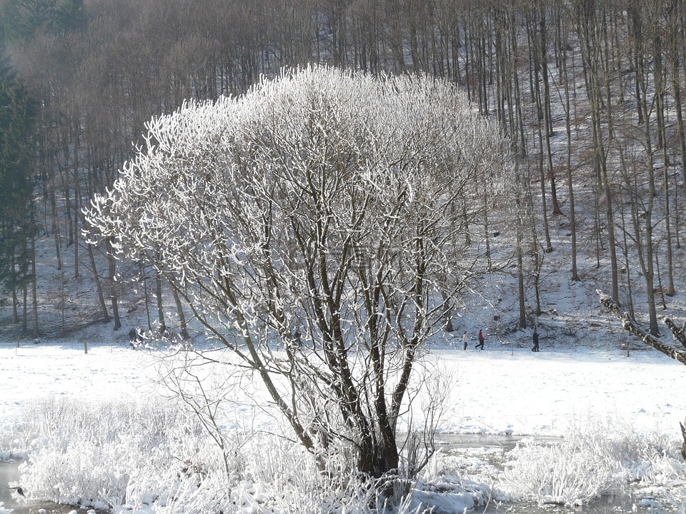 树,霜,雪