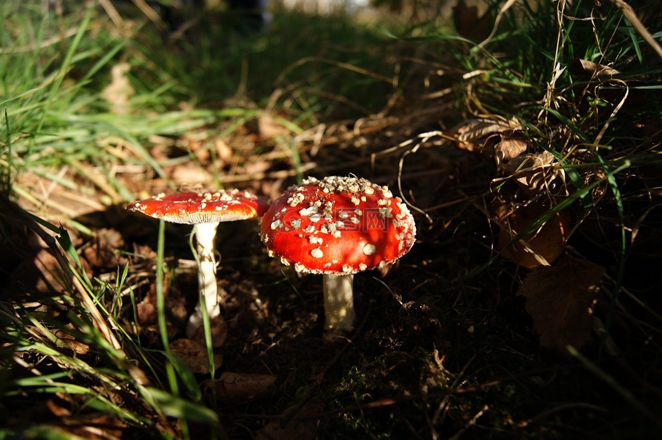 秋,蘑菇,鵝膏菌