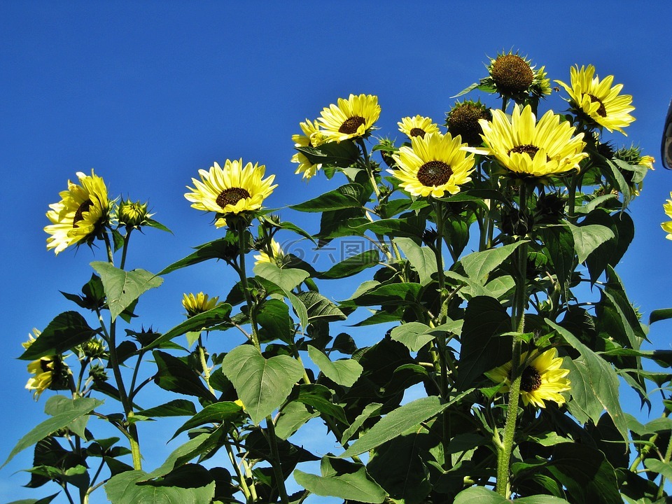 花園向日葵,藍(lán)藍(lán)的天空,鮮花