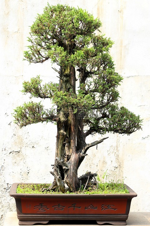 盆景,樹,植物