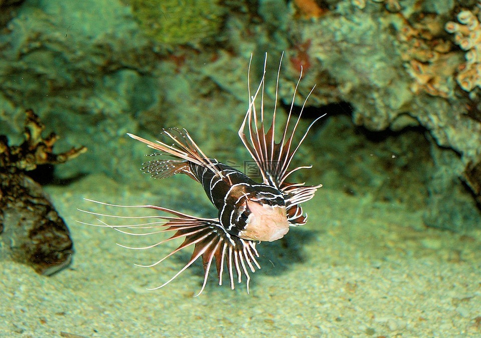 蝎子,鱼,水族馆