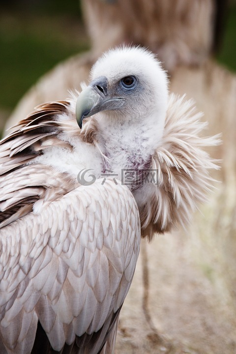 動物,鳥嘴,鳥