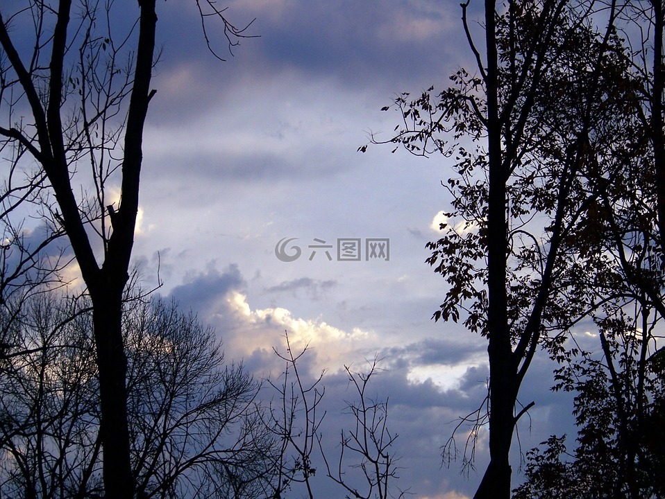 上午,天空,树