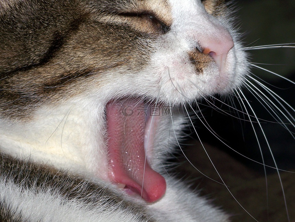猫,打哈欠,动物
