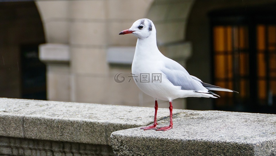 白色的年輕海鷗,鳥(niǎo),墻