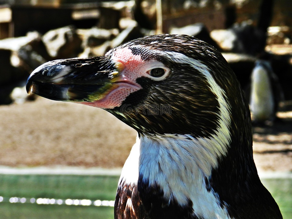 企鵝,鳥,動物