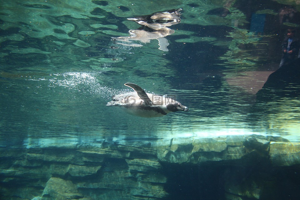企鵝,水,動(dòng)物園