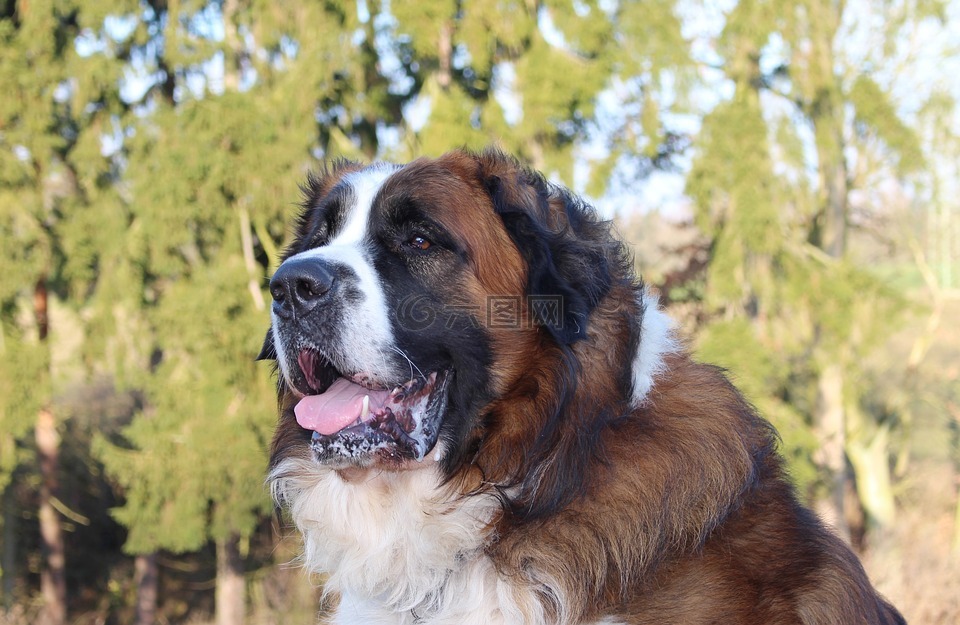 莫斯科護(hù)衛(wèi)犬,狗,看門(mén)狗