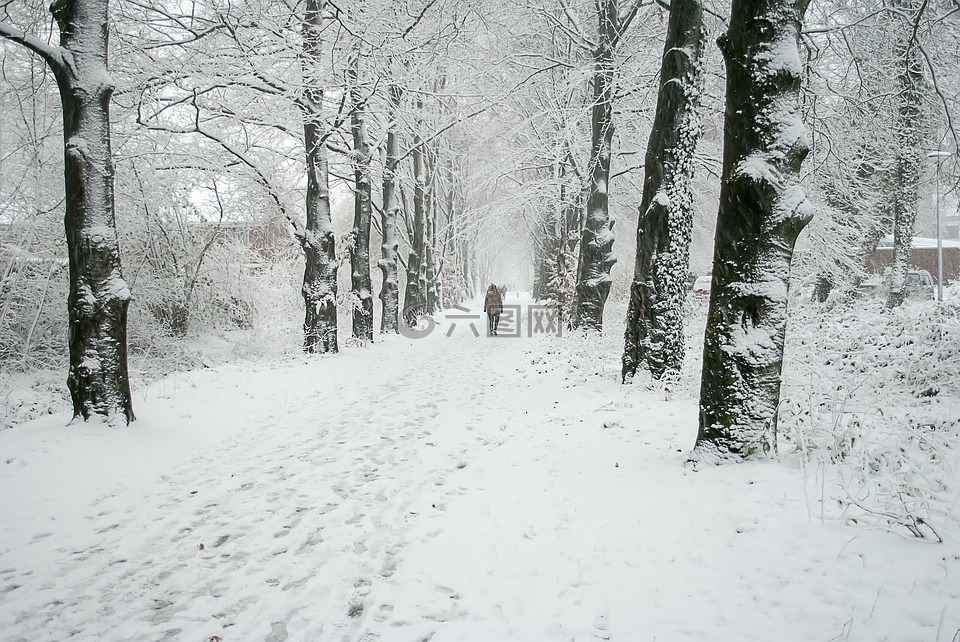 冬天,景觀,雪