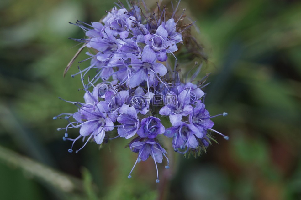 蜜蜂,藍(lán)色,紫