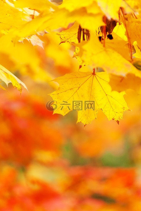 抽象,秋,光明