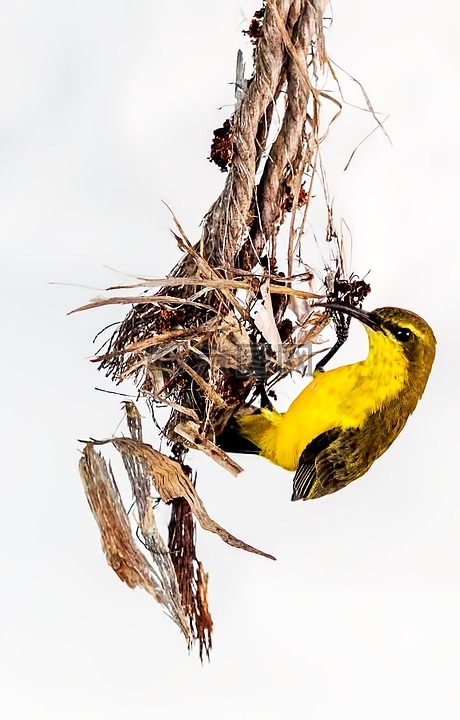 鳥,橄欖支持太陽鳥,鳥巢建設
