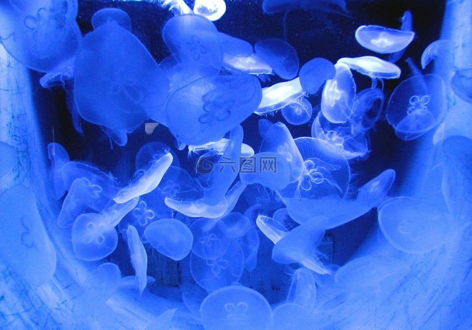 水母,水,海