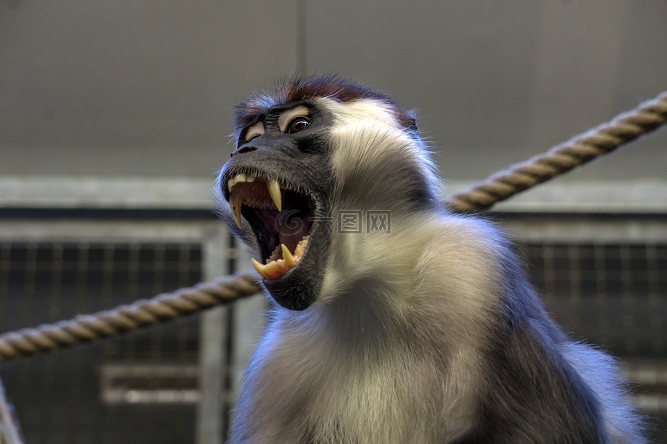 猴子,動(dòng)物園,?ffchen