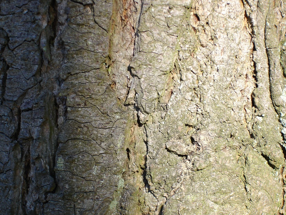 樹(shù)皮,樹(shù),木