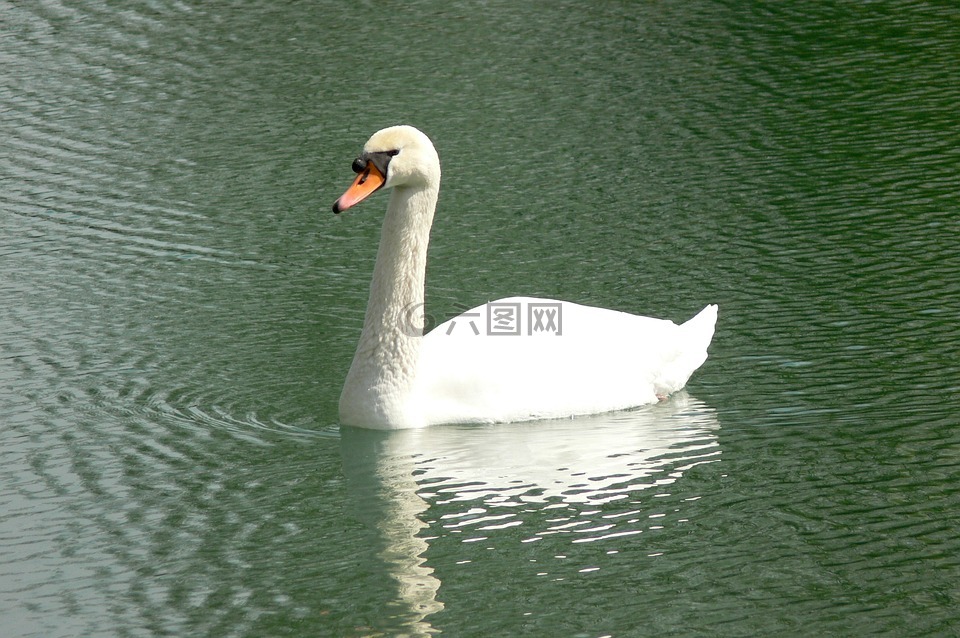 天鵝,湖,水