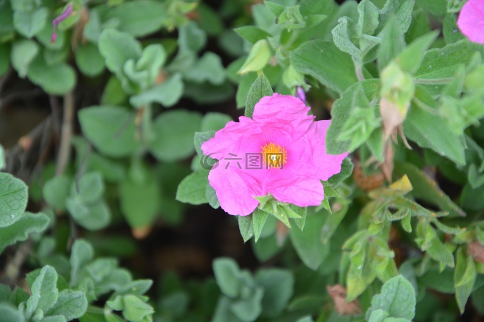 葉子的鮮花,粉紅色的花朵,性質(zhì)
