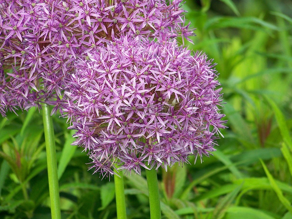 韭菜,開(kāi)花,蔥屬南歐
