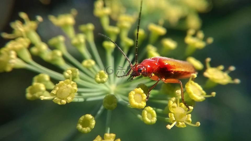 昆虫,性质,花园