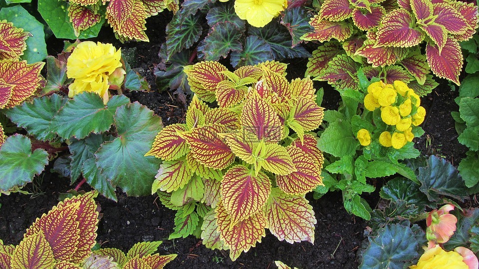 工作表,植物,花園