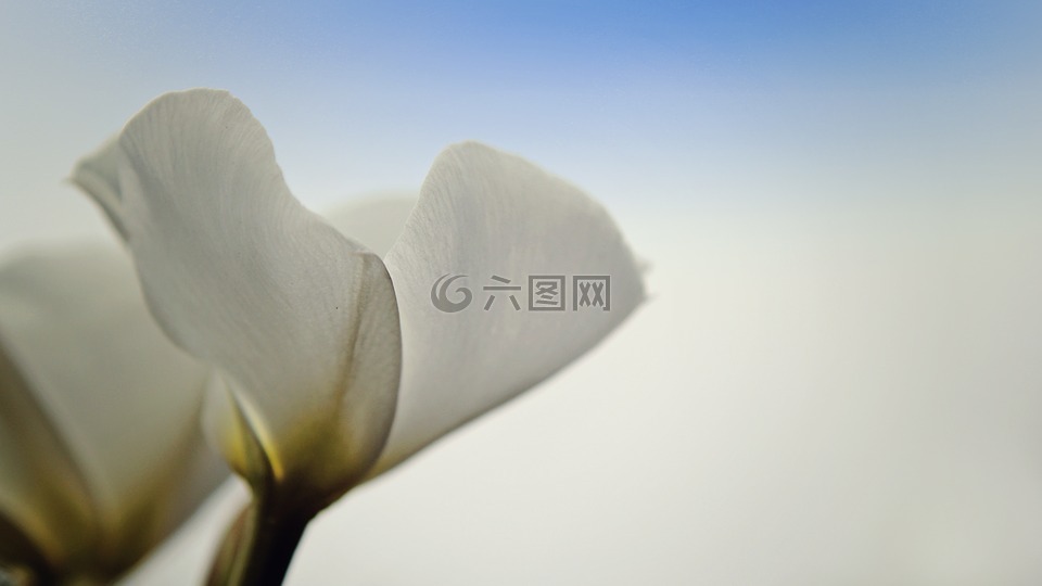 花,百合,白