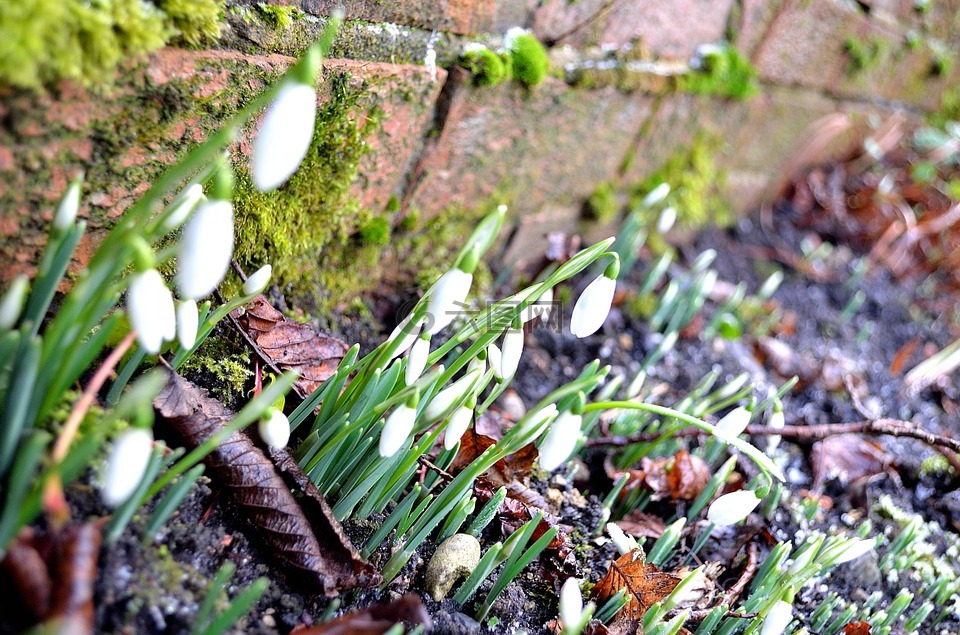 snowdrops,鮮花,自然