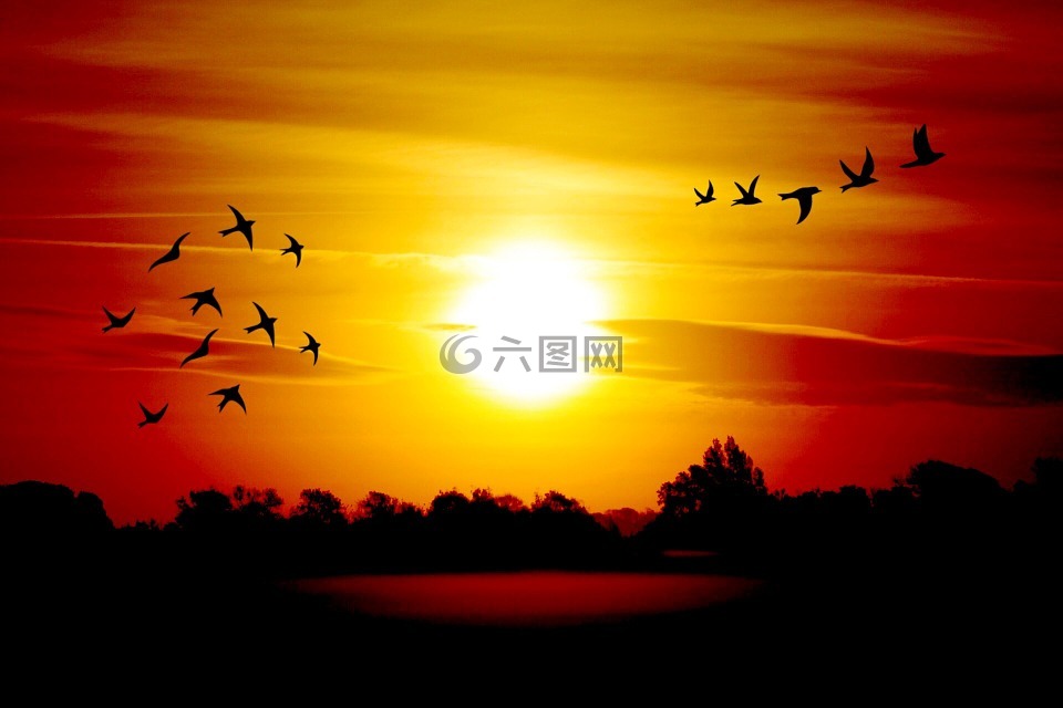 日出,鳥(niǎo)類,morgenstimmung