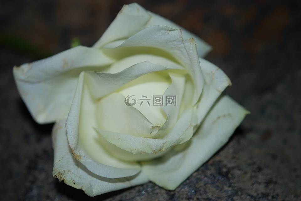 白,花,開花