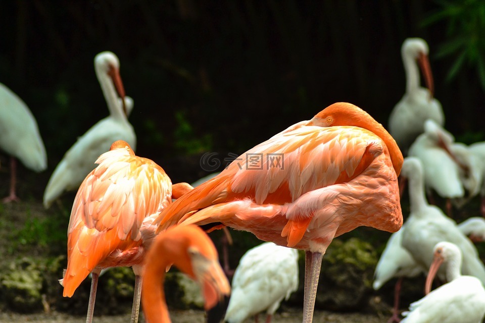 火烈鳥,鳥,動物