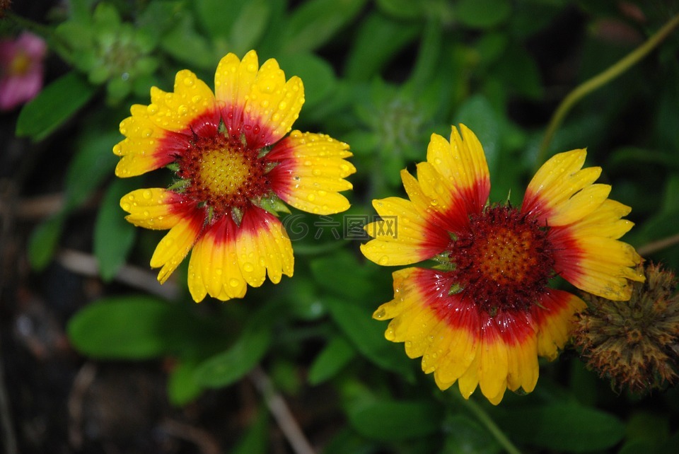 花,花束,葉