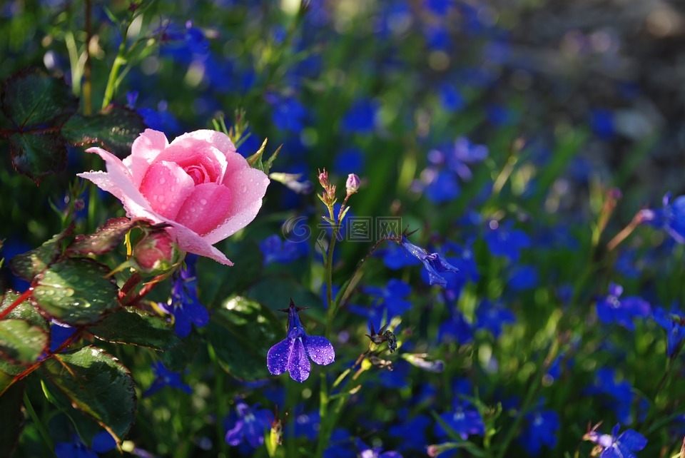 花,花束,玫瑰