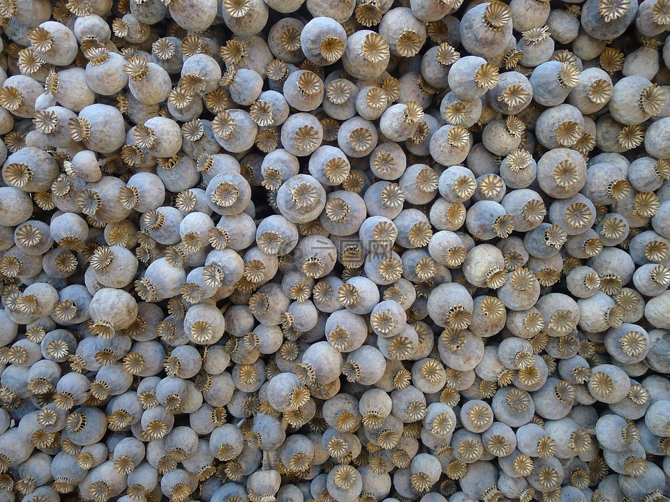 罂粟,罂粟胶囊,特写