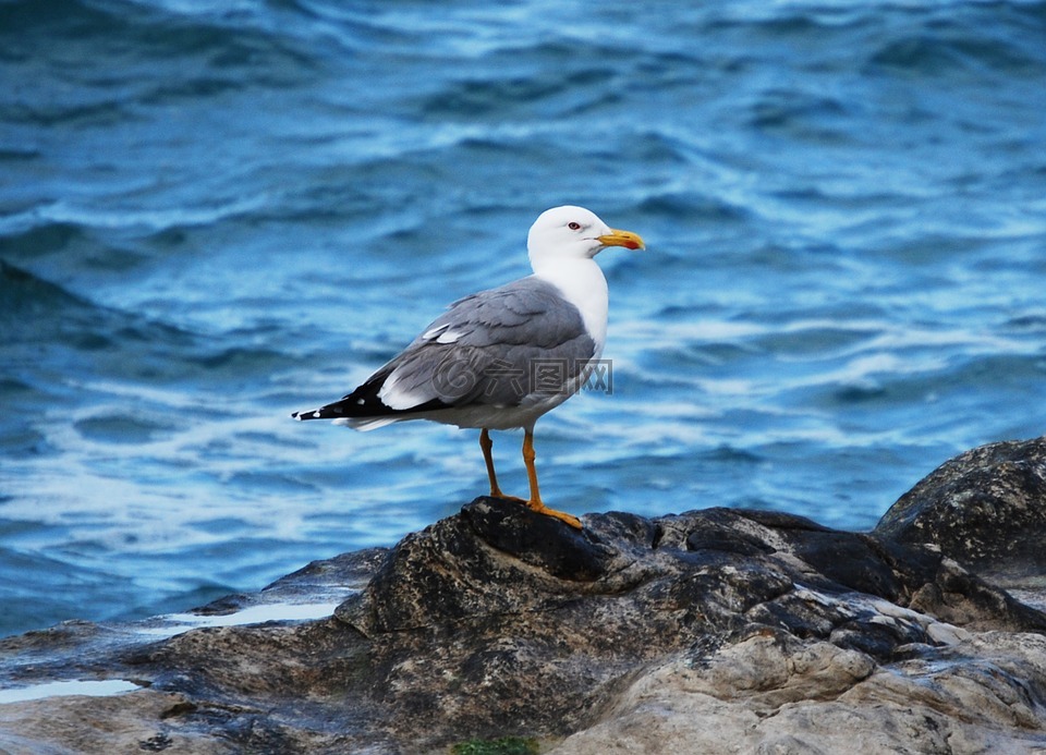 海鷗,揮發(fā)性,海